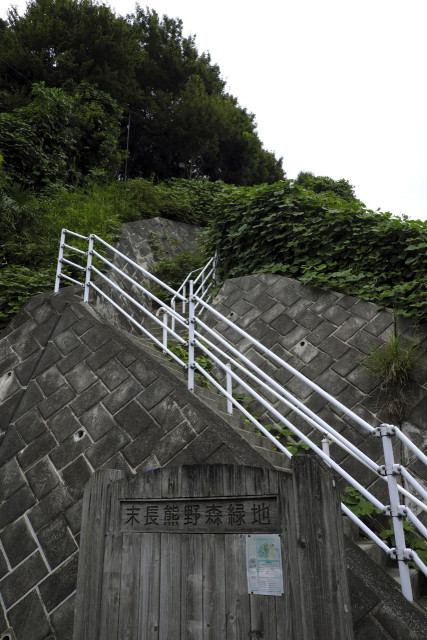 末長熊野森緑地（江戸見桜・ターザンの木）